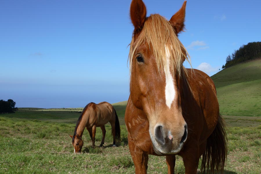 Romantic Horseback Ride Big Island of Hawaii