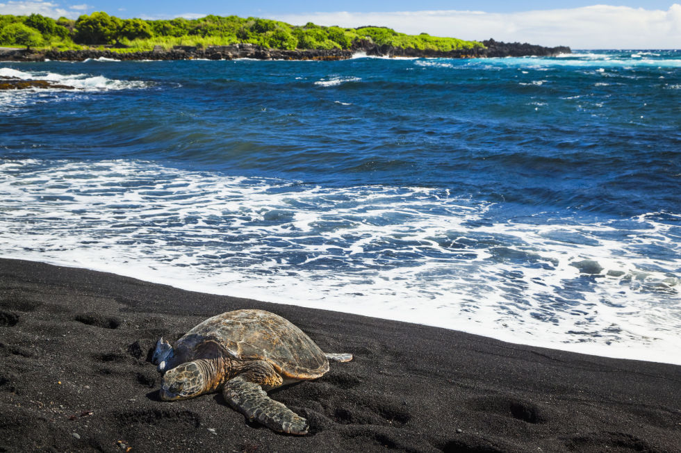Punaluu beach hawaii Hawksbill Sea Turtles