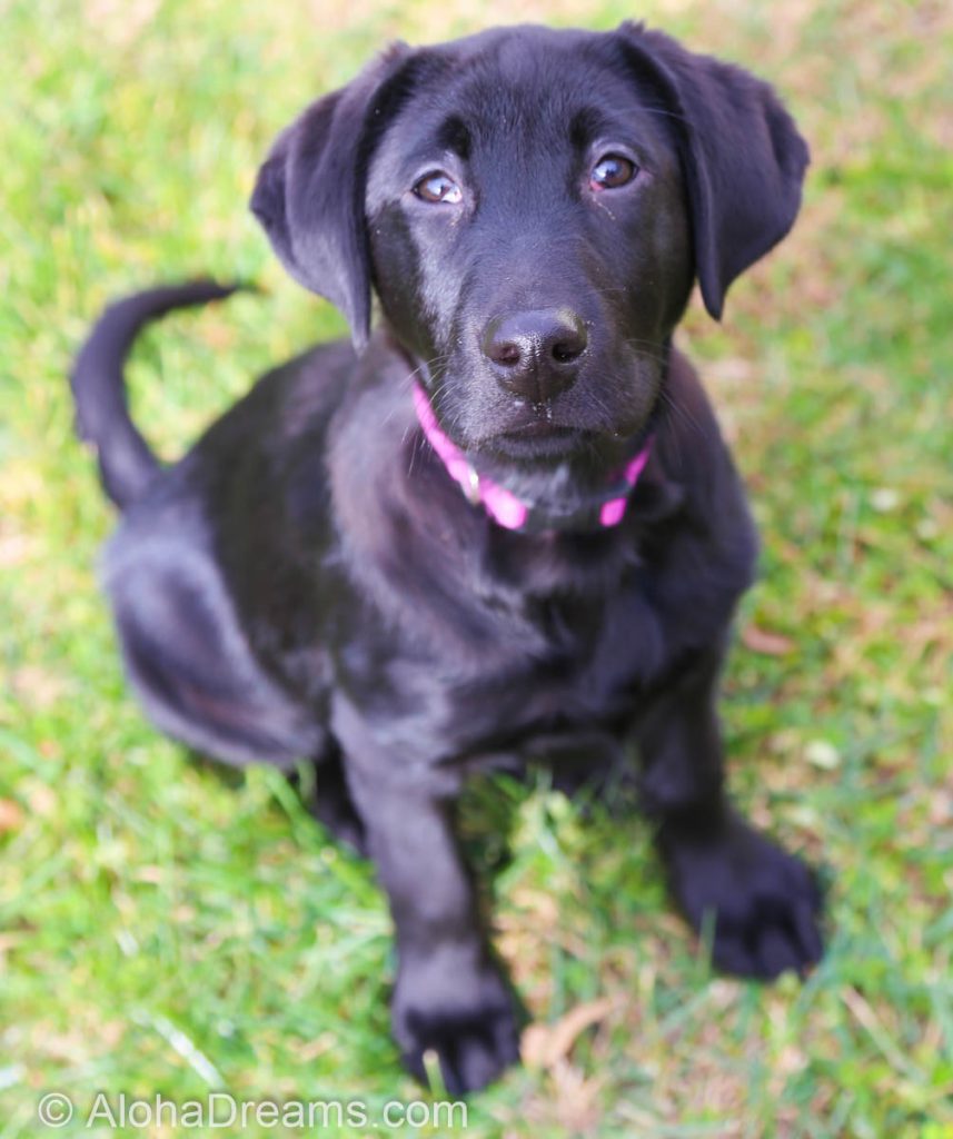 Cute Puppy Jake